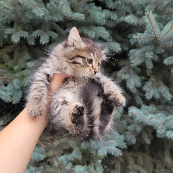 Котёнок в добрые руки
