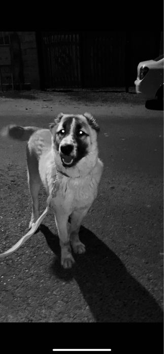 тобет щенок 7,5 месяц