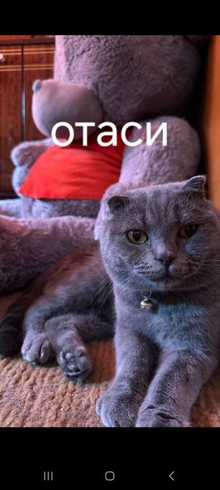 Мушук зотли британский