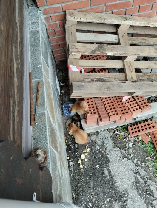 Отдам в хорошие руки
