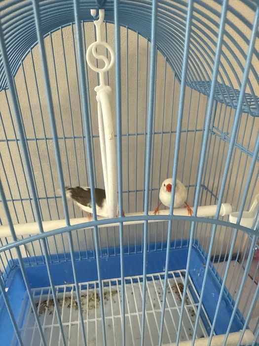 Құс сатылады әдемі таза