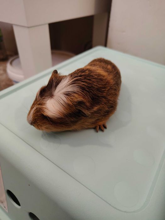 Продавам морски свинчета