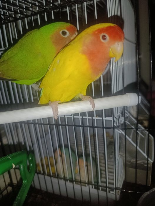 Nedurushka papugay sotiladi