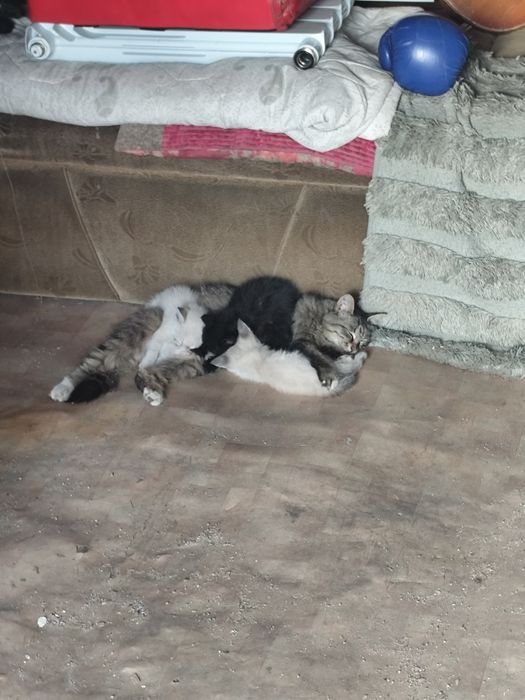Отлам котят в хорошие руки