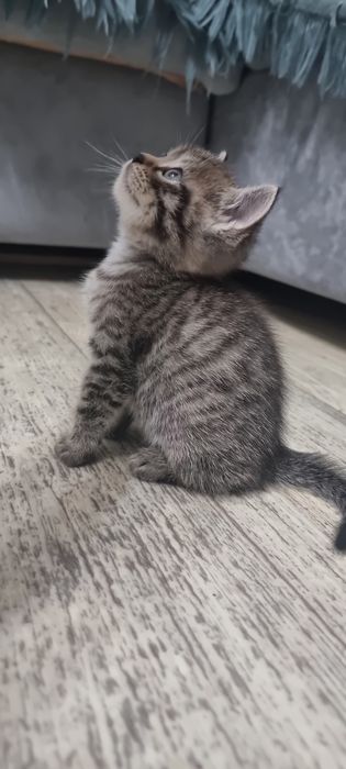 в добрые руки котят