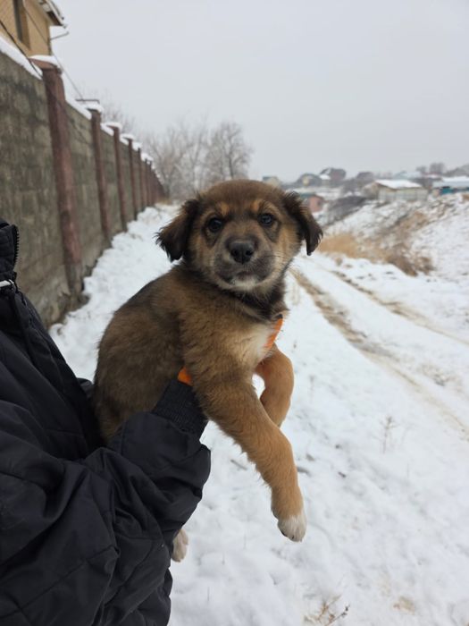 Щенки МАЛЬЧИКИ ищут дом !!!