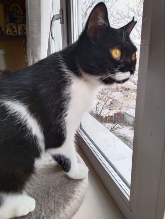 Отдаю кошечку в хорошие руки