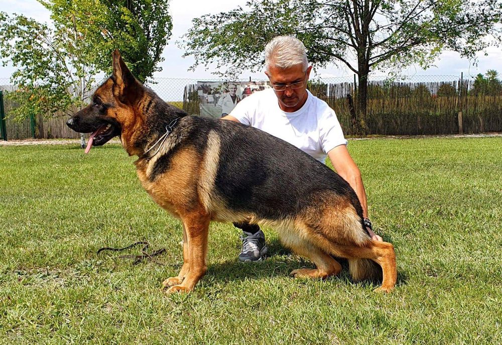 Немско овчарско куче