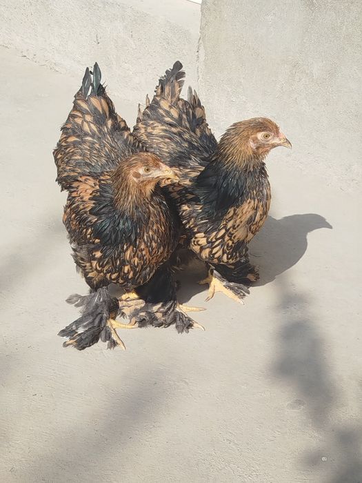 BRAMA Zolota joja tovuq 500 min donasi