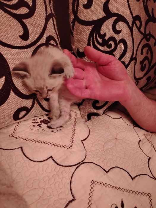 Сиамский котенок