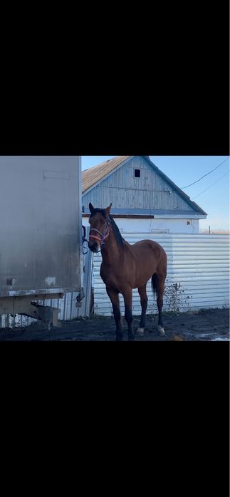 Продам жеребца обученный