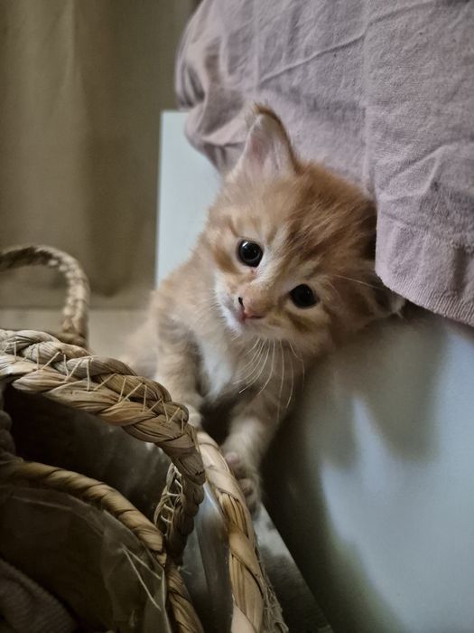 Котята ¼ мейн-кун — ищут любящих хозяев