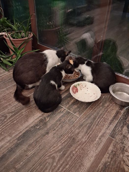 Caut stăpân pentru o familie de pisicute ,mama si 3 pisoi,alb cu negru