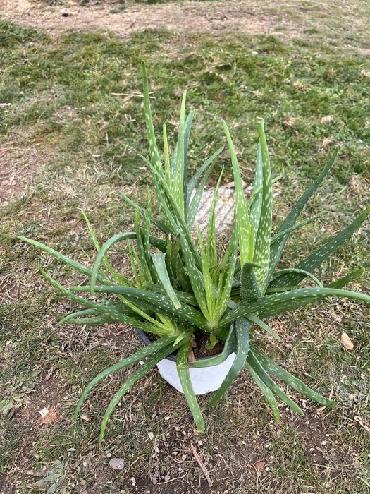 Алое вера в саксия