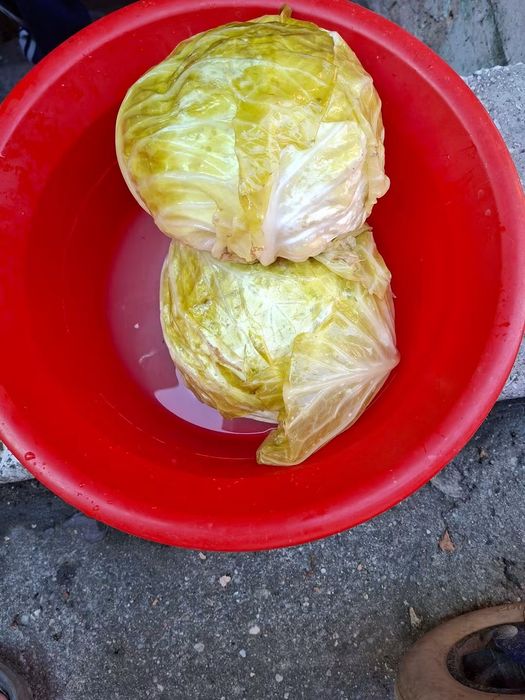 Vind varză murată
