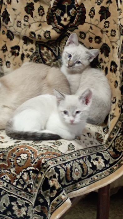 Продам котят.породистые