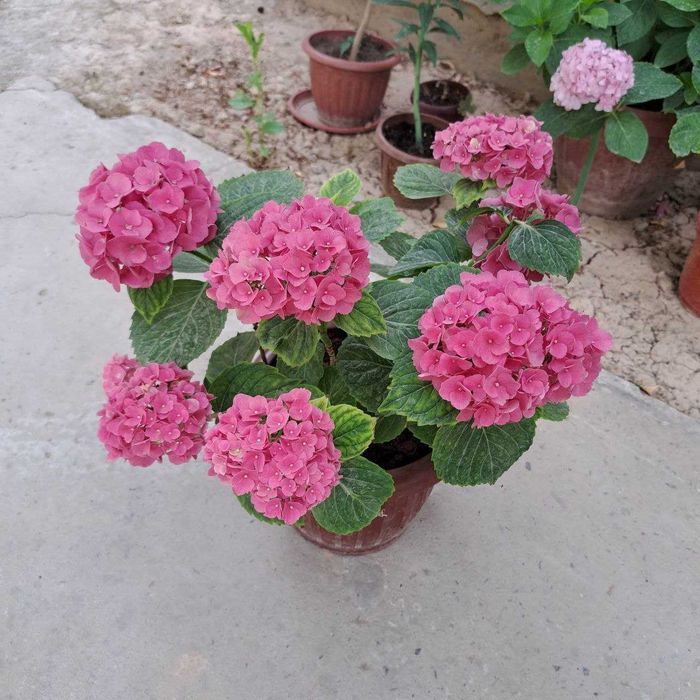 Gortenziya крупнолистный и метельчатый.