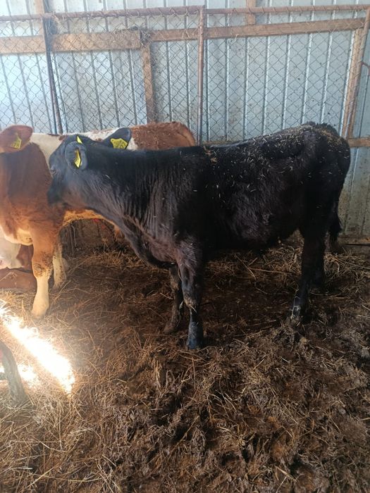 Vând vițelele sugare și un tăuraș intarcat