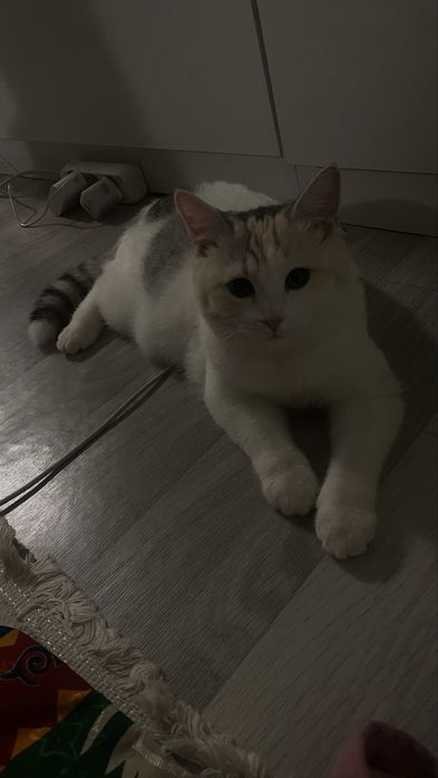 Отдам даром котенка