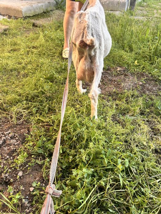 Продается  семейство  коз