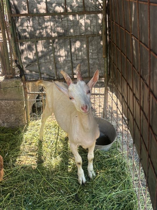Țap de vânzare din mamă bună de lapte