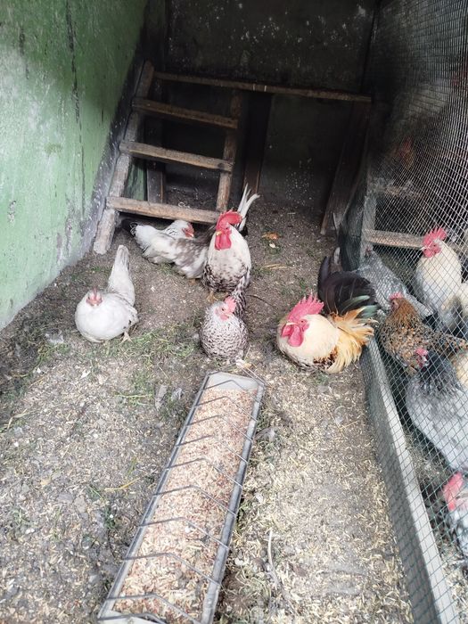 familie chabo sebright