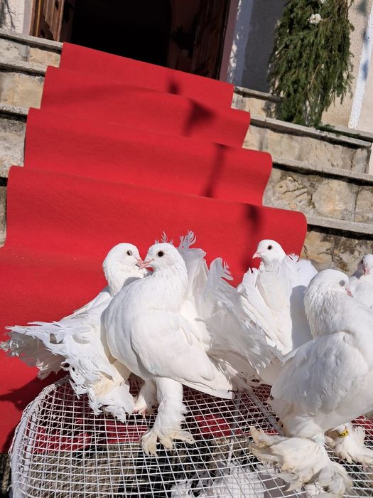 Închirieri porumbei la evenimente