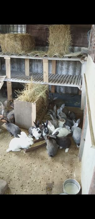 Iepuri de vânzare vîrsta de la  2-3luni 30 lei   9-10 luni   100 lei