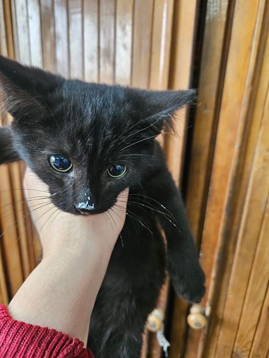 Внимание! Слепой котёнок!