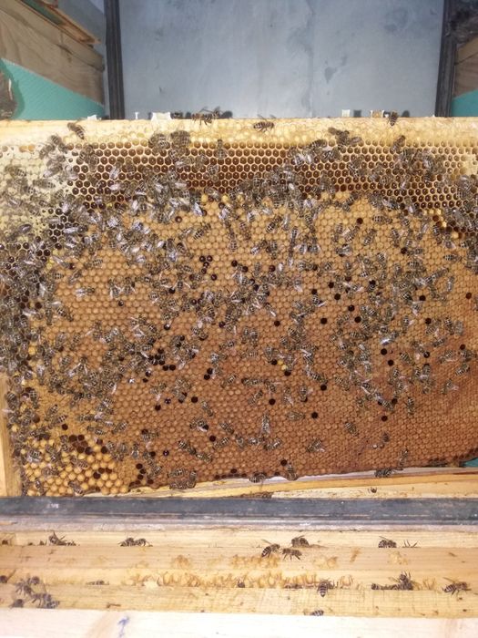 Primesc comenzi pentru regine mătci albine