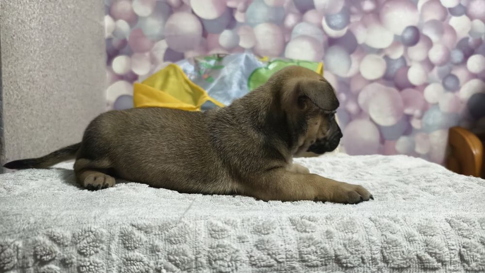 Продам щенков французского бульдога метисы !!