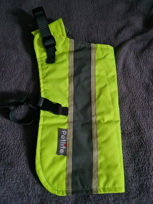 Hainuta catei, reflectorizanta