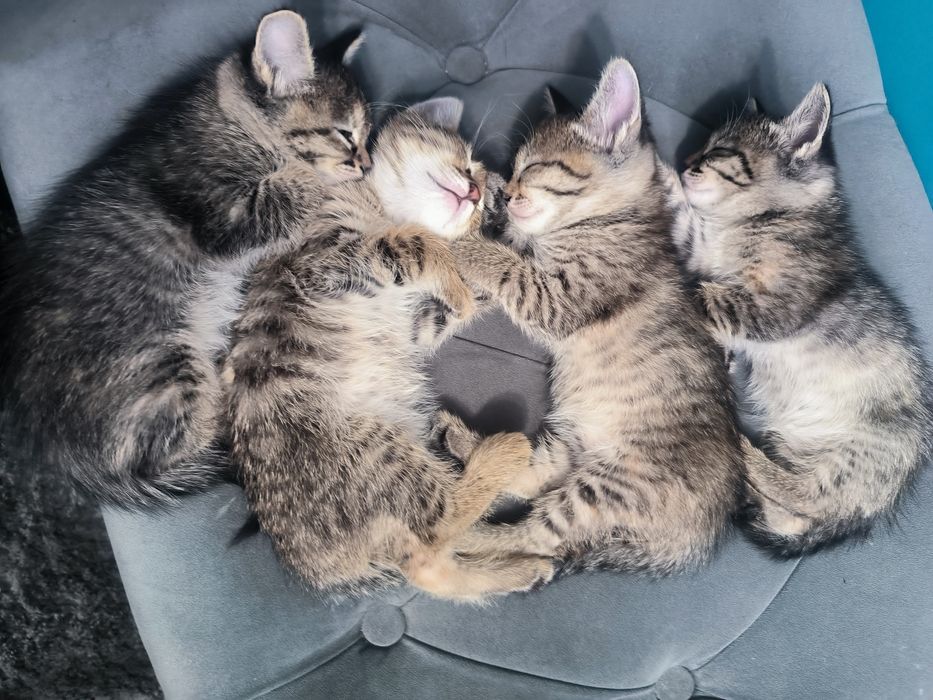 Отдаем котят крыселовов