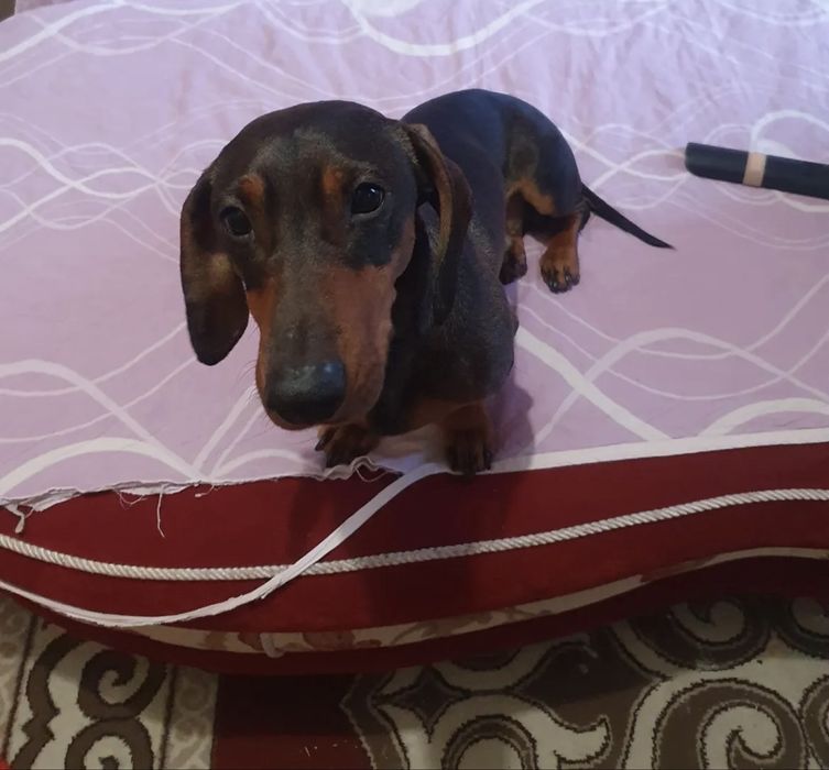 Собака Такса  бесплатно в добрые руки