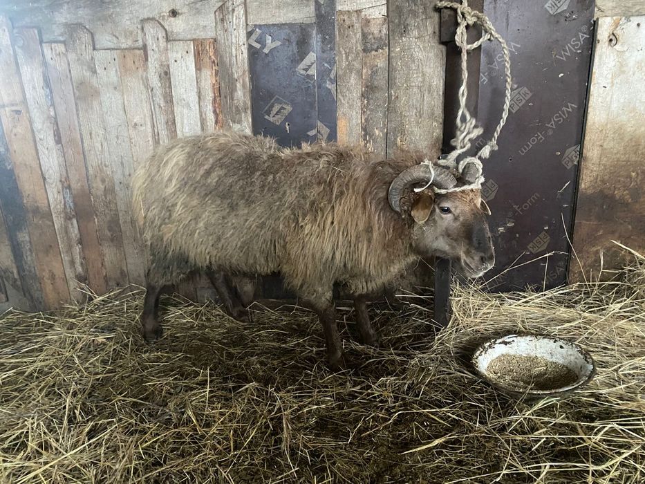 Қошқар сатылады семіз