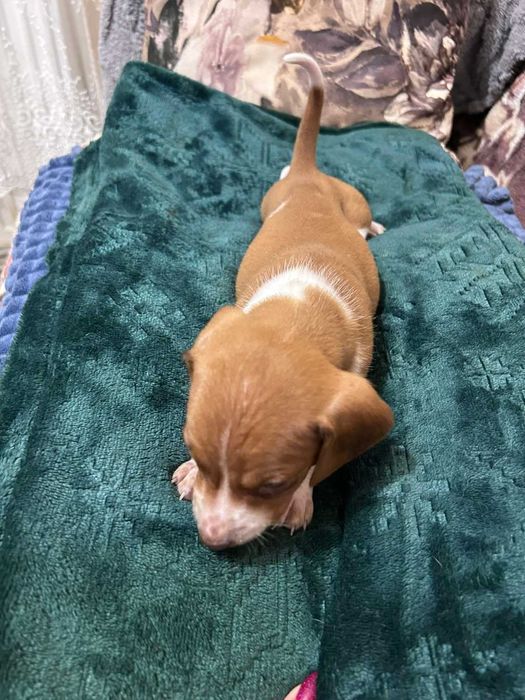 Дакел пиебалд/dachshund piebald
