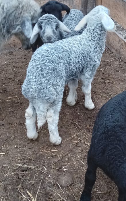 De vânzare5 mieluțe