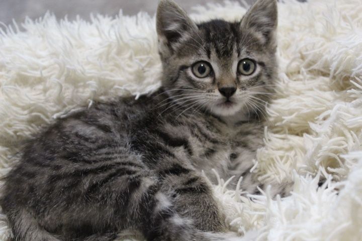 отдам котёнка 3 месяца