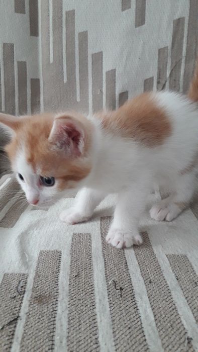 Дарю мальчика котёнка