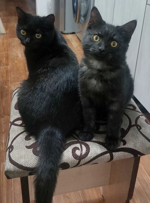 Отдам кота в добрые руки