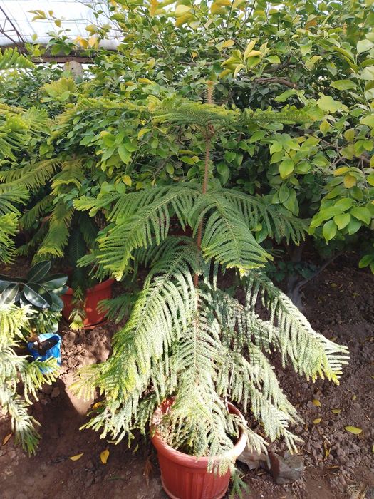 Арукария арчаси Манзил Денов тумани. Элобод махалласи