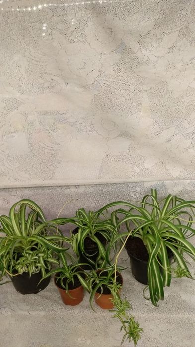 Продам Хлорофитум. 5 сортов