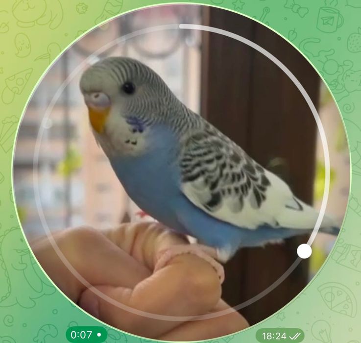 Papugaylar Polruchnoy  Valnisti Волнистый попугай подчех