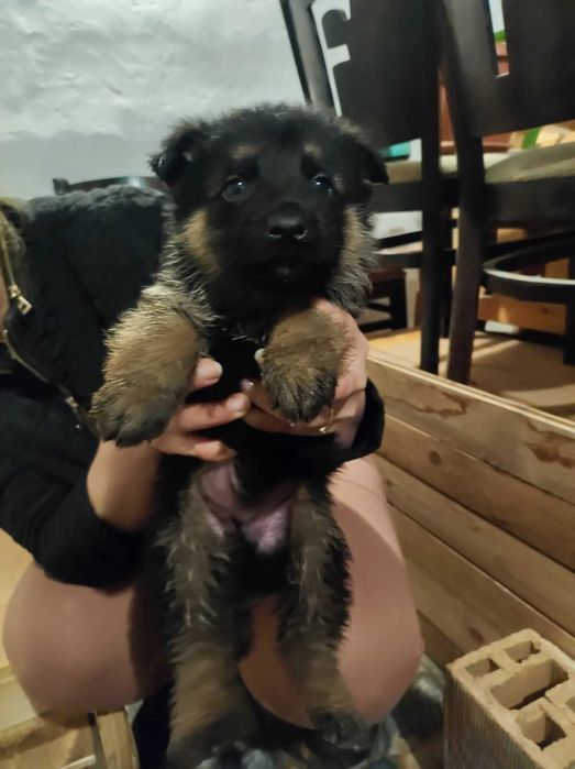 Немска овчарка   свободни - 5 мъжки и 1 женско