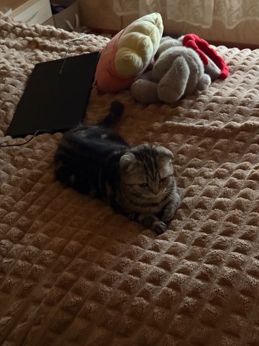 Шотландская кошка
