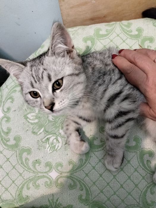 Скоттиш Страйт породистый
