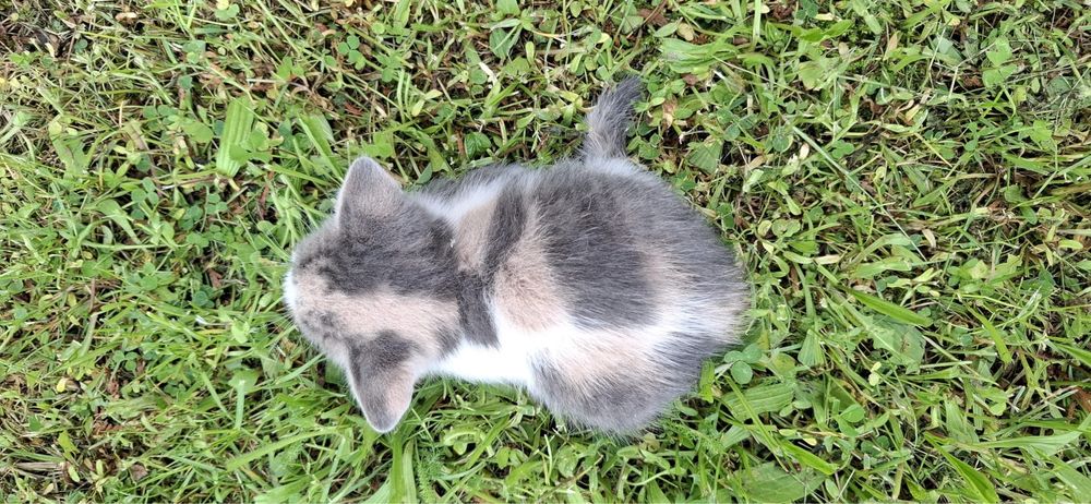 Adopție - Puiuț de Pisică