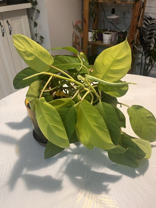 Филодендрон малай голд