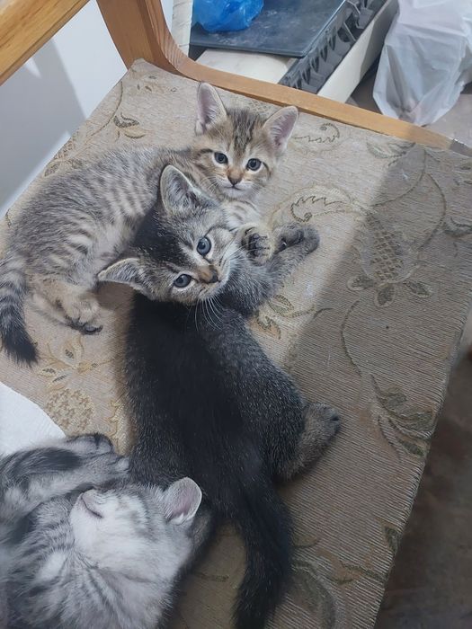 Срочно Котята в добрые руки