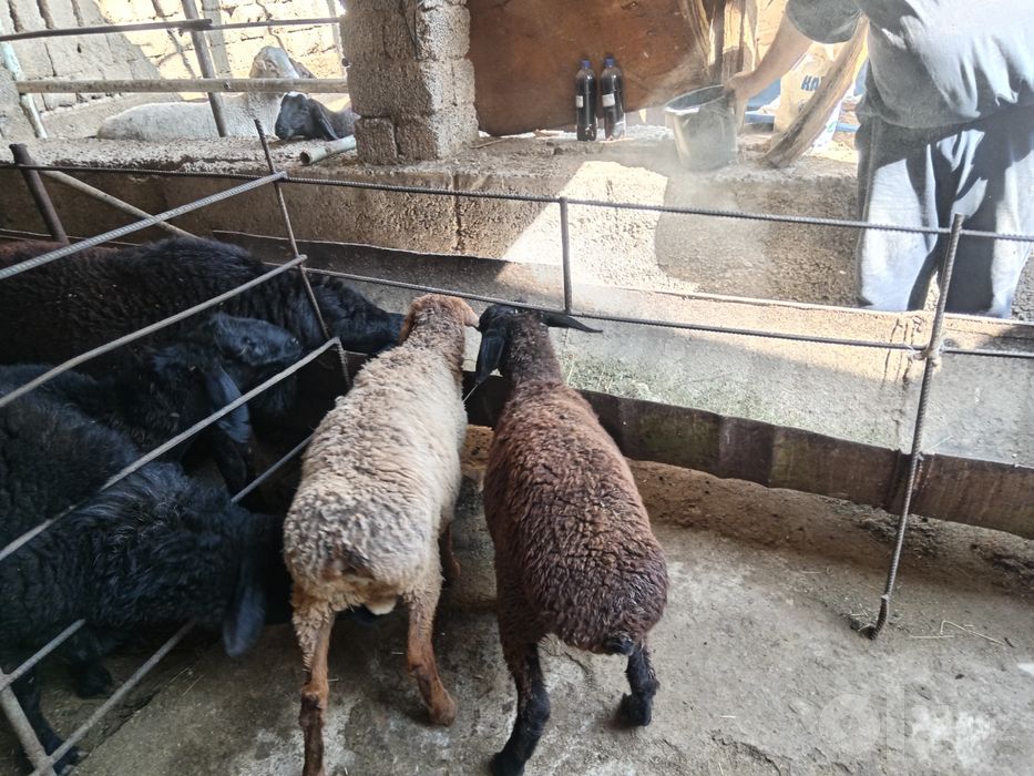 Egizak qoylar sotiladi rasmdagi qoy va qochqorl